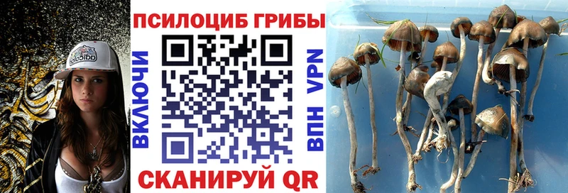 Псилоцибиновые грибы Psilocybine cubensis  Тайшет 
