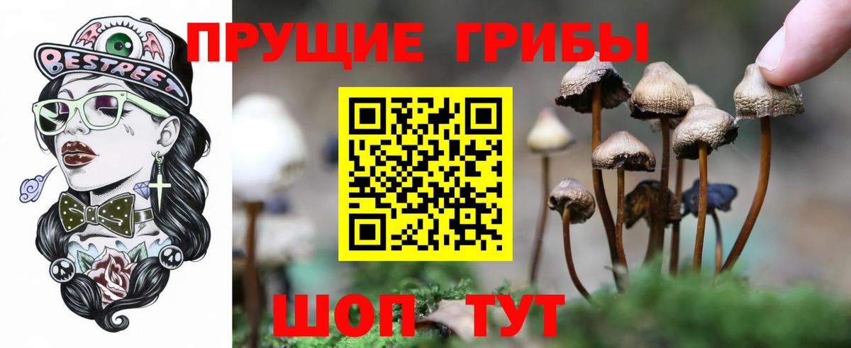 Псилоцибиновые грибы Psilocybine cubensis  Вход с VPN  Псилоцибиновые грибы мицелий  Тайшет 